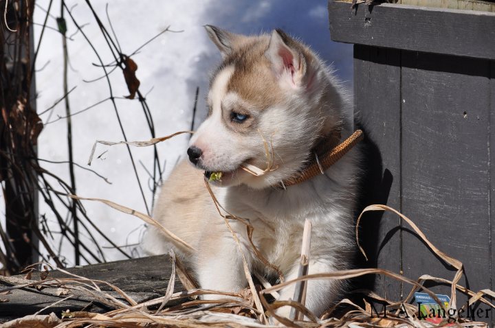 Spike le nouveau bébé husky à mon chum <3