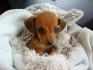 tequila mon petit chien a moi ! :P
