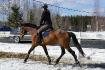Encore ma ride avec Lam&eacute;, au licol, au trot cette...