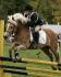 moi et mon pony sunshine La Criniere Napierville