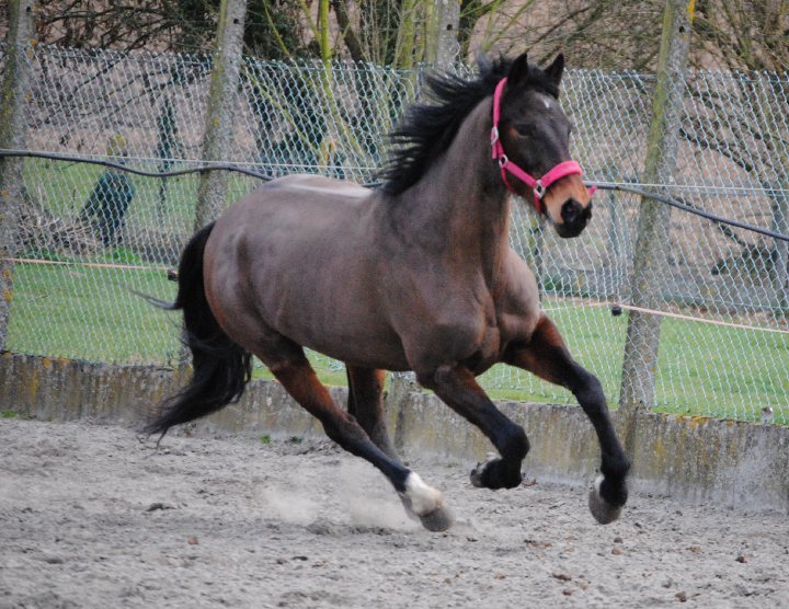 Jument. Luna, la jument d'Alizée dont je me suis occupée quand elle est...