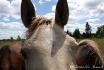 La tête à Éclair et d'autre chevaux pensionnaire...