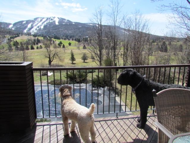 Junior et Ben mes deux petits amours qui surveillent les...