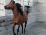 Sir fait le fou :) (premier contact)