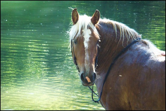 Trait comtois. Thaïs comtoise de 4 ans