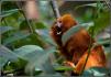 un petit singe pas trop contant au biodome de montreal, ca a...