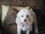 mon chien, mon amour , Tommy   <3