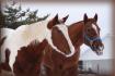Flicka et Nick