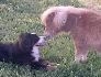 Ma Foxie + Ma Appy = 1 ! Elles s'adorent,...