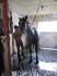 Horse wash avant les compétitions!