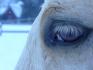 Mon cheval Tobby (un QH x Arabe)