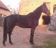 Le cheval d'une soeurette une merveille!