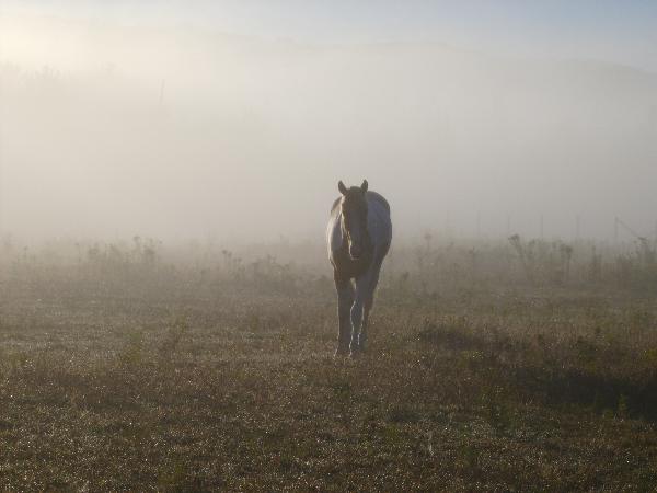 Petit matin brumeux!