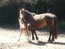 Poulain et sa maman