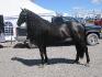 Milady, représentante de la race Canadienne au Salon du cheval...