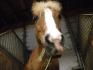 Un petite touffe de foin