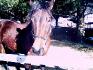 cheval 