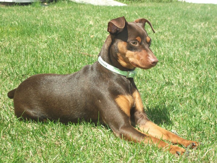 18 mai .. le soleil est sortie et buddy en profite :)