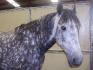 Piper, le plus beau cheval que j'ai jamais monté. Stage en...
