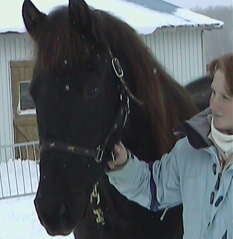Poulain, cheval canadien. Mon nouveau poulain canadien, je ne sais pas si nous allons le...
