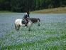 Apprenez à écouter ce que votre cheval vous murmure...