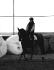Ce cheval est simplement magnifique et en plus, il a un...