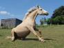 Dur dur la vie de cheval, hein Maya :)