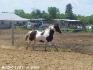 Mon cheval au galop :)