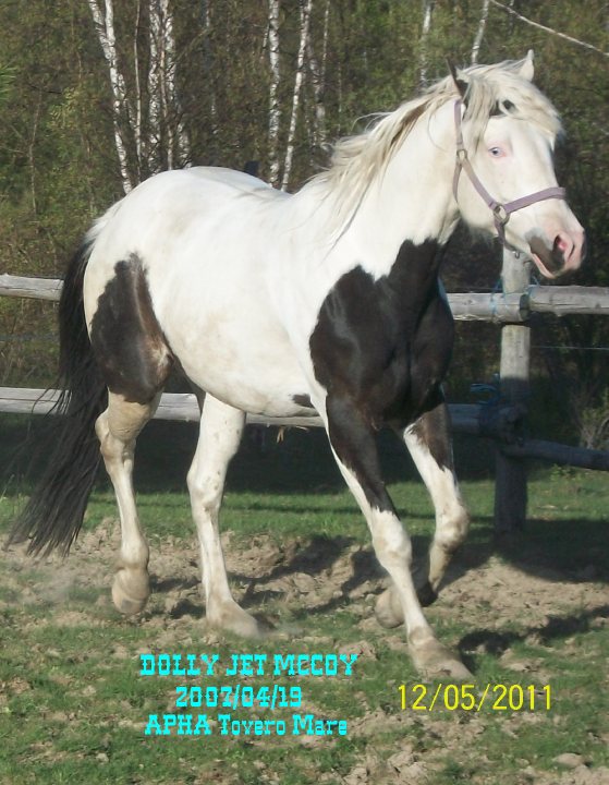 DOLLY JET MCCOY..ma pouliche APHA Brown Tovero 4 ans,15,3h,1150 ...