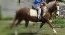 au trot sur barbie  magnifique allonger !...