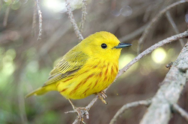 Petit oiseau chez moi!