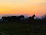 Les chevaux de l'écurie au coucher de soleil (L)