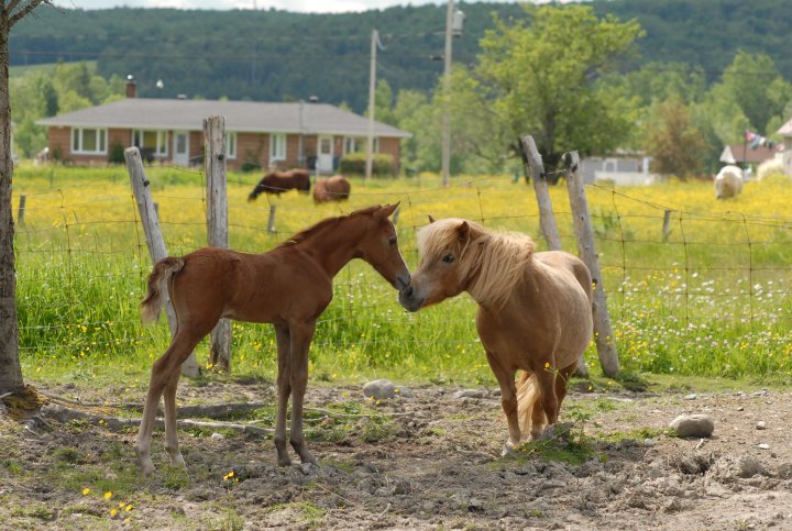 Poney. Première rencontre avec ma ponette !