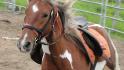 Premier gallop en longe au licou! Je t'aime...