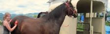 Mon cheval, ma remorque et moi