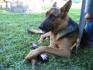 mon chien mabou