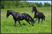Mes deux beaux noirs