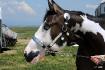paint horse