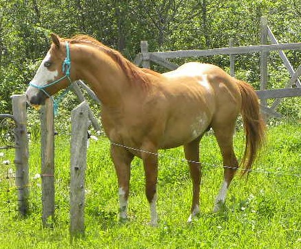 étalon, paint horse. Sir Chiko Blues , étalon Paint Horse