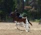 Comp&eacute; sauteur EGC  3 pieds avec ma jument, 2...