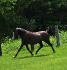 un beau petit trot. :)