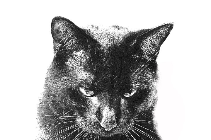 Ti-Noireau, mon petit chat!