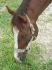 mon premier cheval 