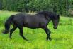 Au galop dans un beau grand champ vert!