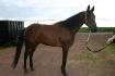 Yankee,  Mon standarbred :) 