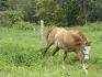 Sir Chiko'Blues, mon étalon PaintHorse de 3 ans ...