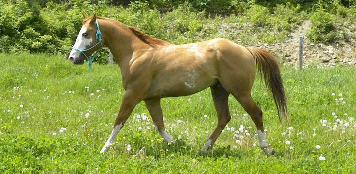 étalon, paint horse. Sir Chiko'Blues, mon étalon PaintHorse de 3 ans (: