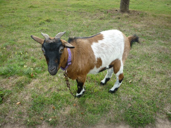 ma chevre.. ninette
