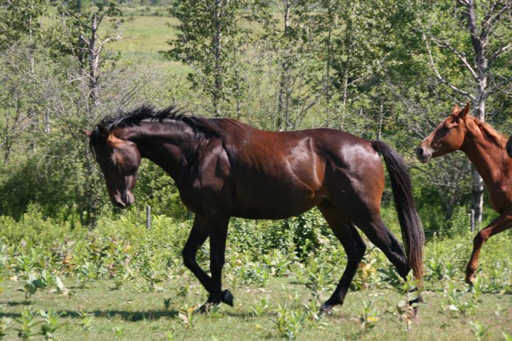 Dressage. Zeus qui offre un avant gout de ses talents en dressage. Il...