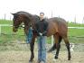 Paddington, Thoroughbred de course et Alex